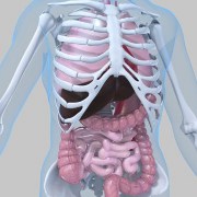 Osteoporosis related image